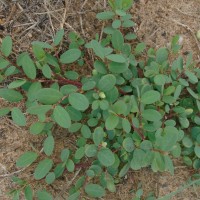 <i>Synostemon bacciformis</i>  (L.) G.L.Webster